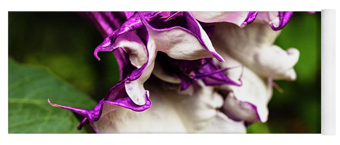 Brugmansia Yoga Mat featuring the photograph Purple Trumpet Flower by Raul Rodriguez