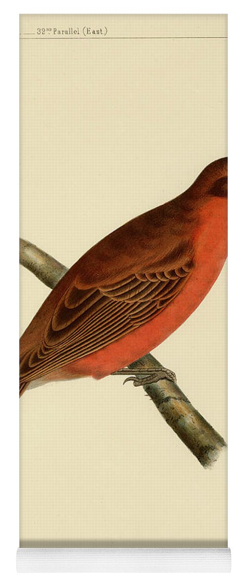 Birds Yoga Mat featuring the mixed media Pyranga Hepatica by Bowen and Co lith and col Phila