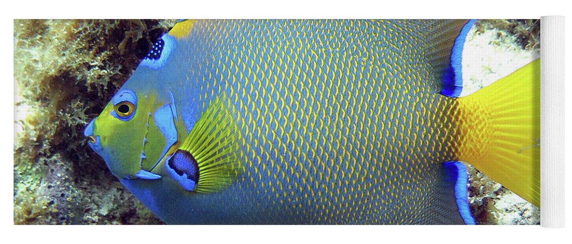Underwater Yoga Mat featuring the photograph Queen Angelfish 43 by Daryl Duda