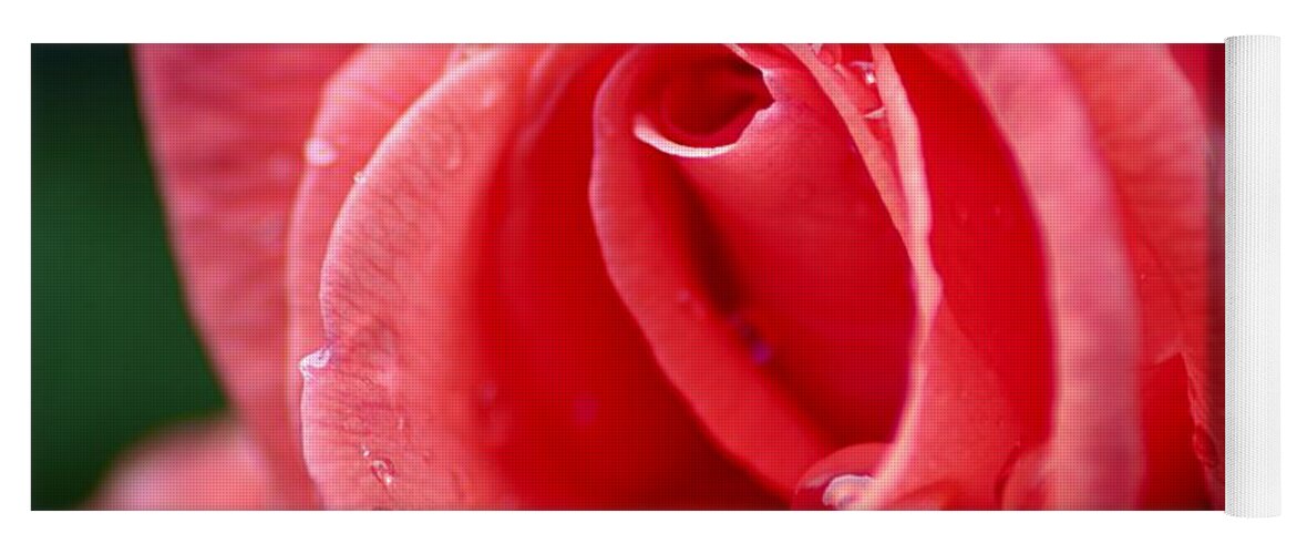 Photography Yoga Mat featuring the photograph Raindrops on Rose by Larry Ricker