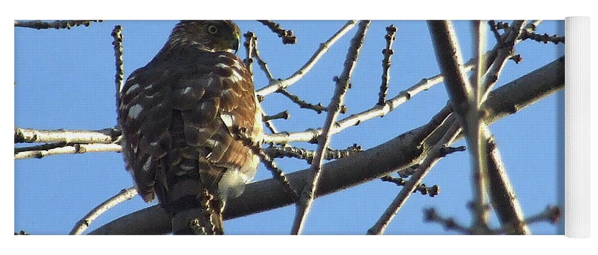Sharp-shinned Hawk Yoga Mat featuring the photograph Rapace by Asbed Iskedjian