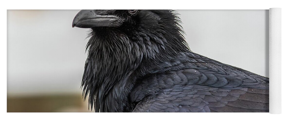 Raven Yoga Mat featuring the photograph Raven 4 by David Kirby