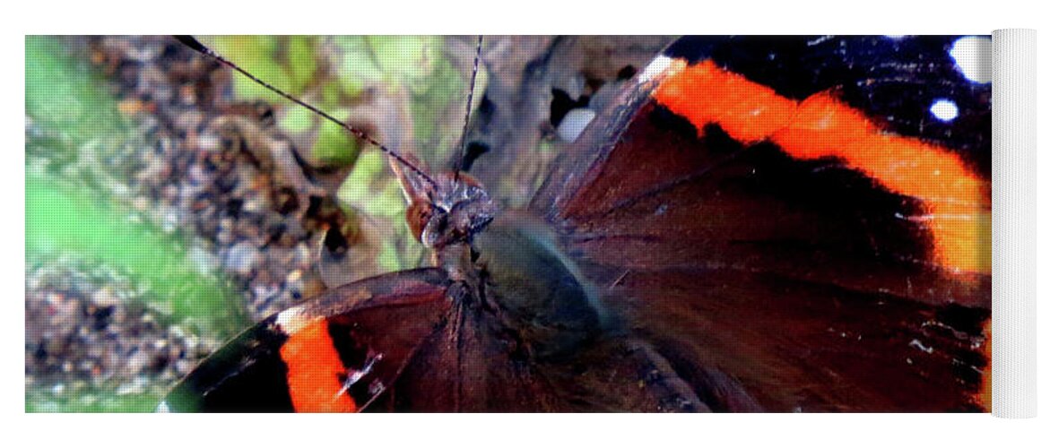 Butterfly Yoga Mat featuring the photograph Red Admiral Butterfly by Linda Stern