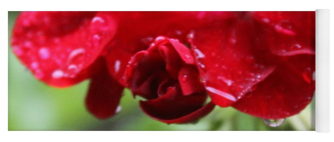 Red Yoga Mat featuring the photograph Red Azalia Bloom After a Shower by Philip And Robbie Bracco