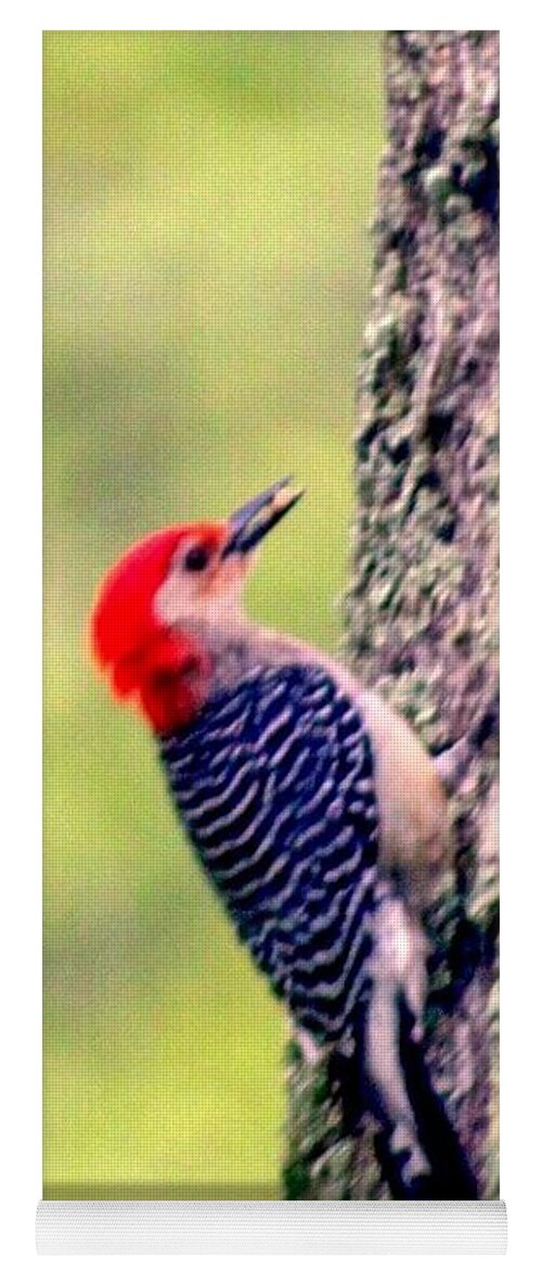 #red #belly #woodpecker#tree #outside # Living Window #longmeadow Yoga Mat featuring the photograph Red Belly Woodpecker by MaryLee Parker
