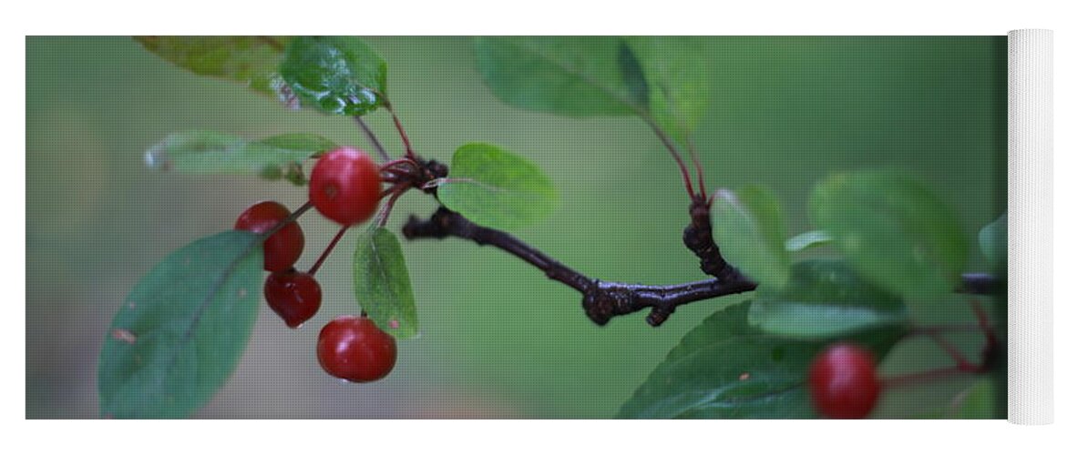 Green Yoga Mat featuring the photograph Tiny Red Berries on a Branch by Laura Smith