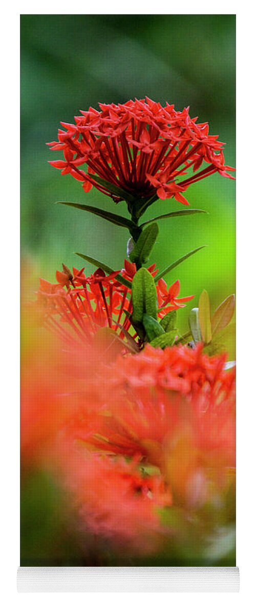 Outdoors Yoga Mat featuring the photograph Red flower by Silvia Marcoschamer