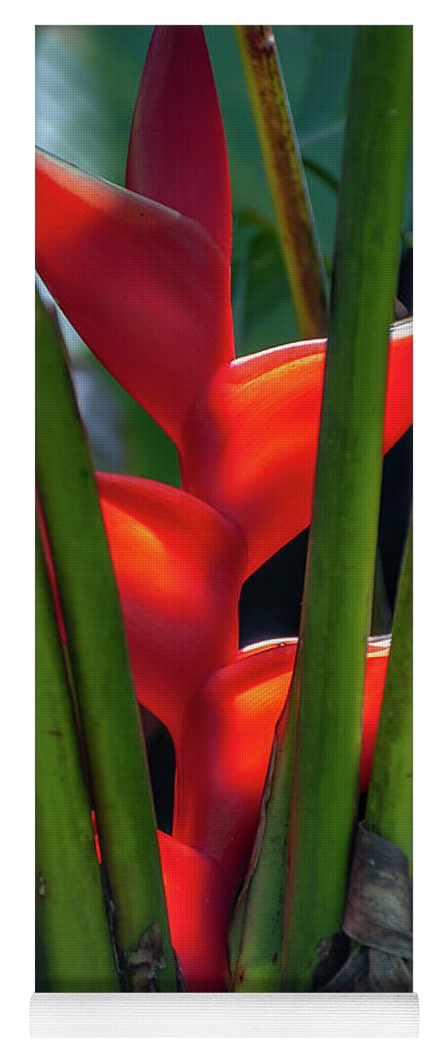 Kauai Yoga Mat featuring the photograph Red Lobster Claw Heliconia by Doug Davidson