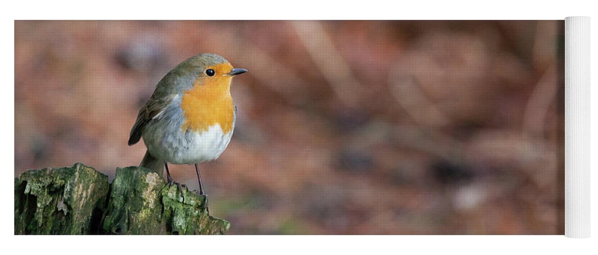 Robin Yoga Mat featuring the photograph Red Robin in the woods at Autumn by Anita Nicholson