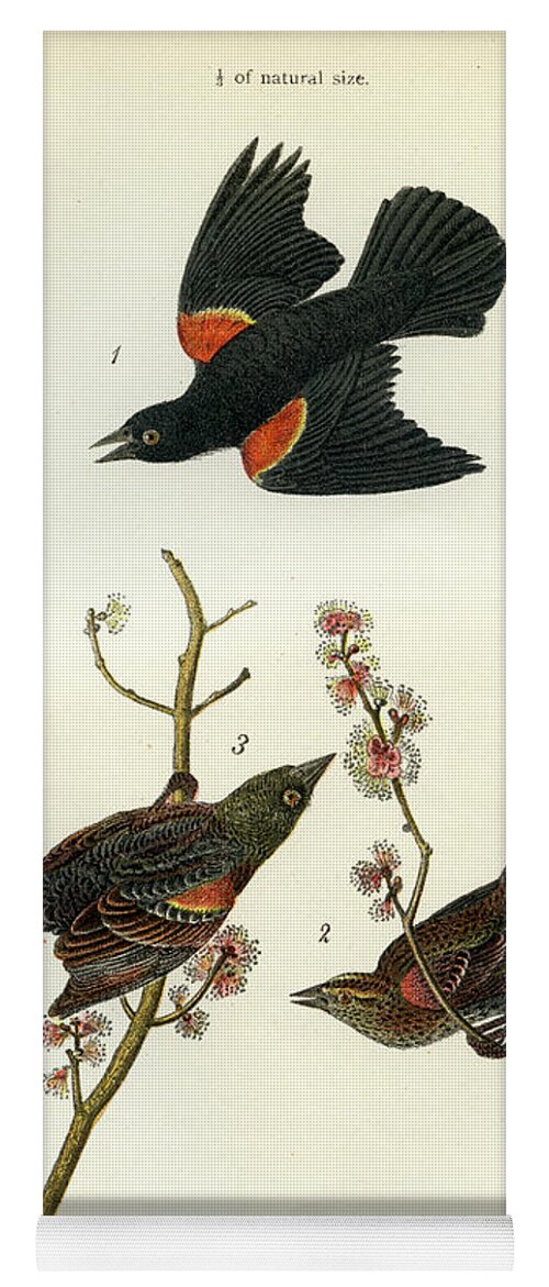 Bird Yoga Mat featuring the mixed media Red-Winged Black-Bird by Unknown