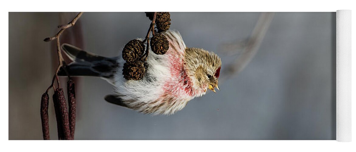 Redpoll On The Alder Twig Yoga Mat featuring the photograph Redpoll hanging on the alder twig searching for seed in the cone by Torbjorn Swenelius
