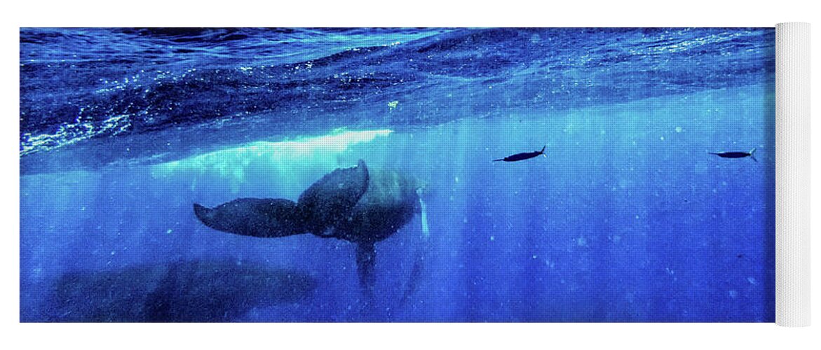 Humpback Whales Yoga Mat featuring the photograph Return by Louise Lindsay