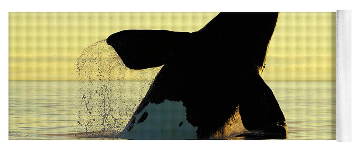 00587005 Yoga Mat featuring the photograph Right Whale Breaching At Sunset by Hiroya Minakuchi