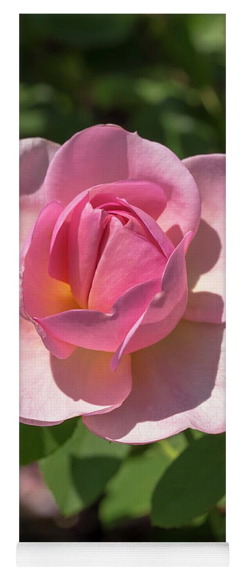 Flower Yoga Mat featuring the photograph Rosa Good Show by Dawn Cavalieri