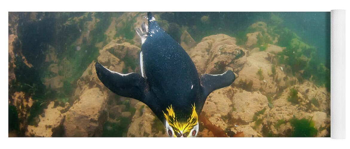 Animals Yoga Mat featuring the photograph Royal Penguin Swimming Underwater by Tui De Roy