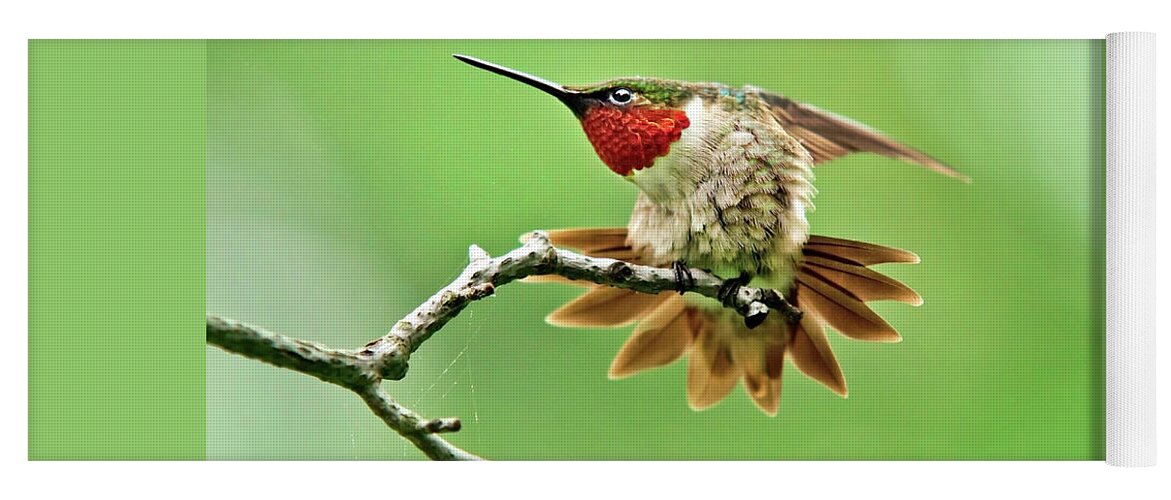 Hummingbird Yoga Mat featuring the photograph Ruby Throated Hummingbird 4 by Christina Rollo