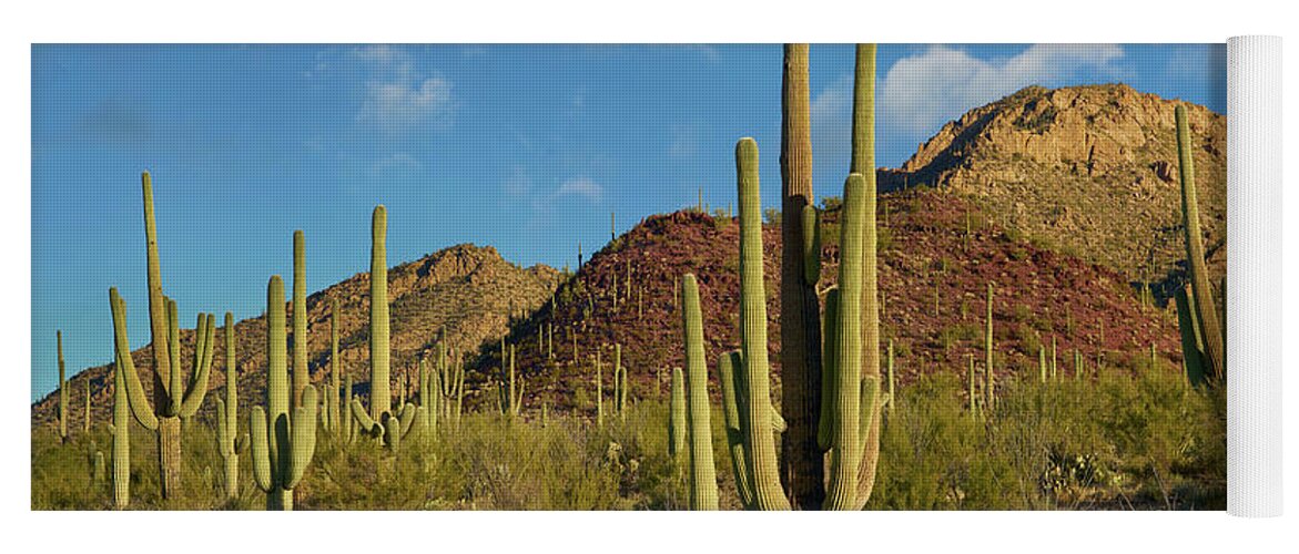 00557654 Yoga Mat featuring the photograph Saguaro, Tucson Mts, Saguaro National Park, Arizona by Tim Fitzharris
