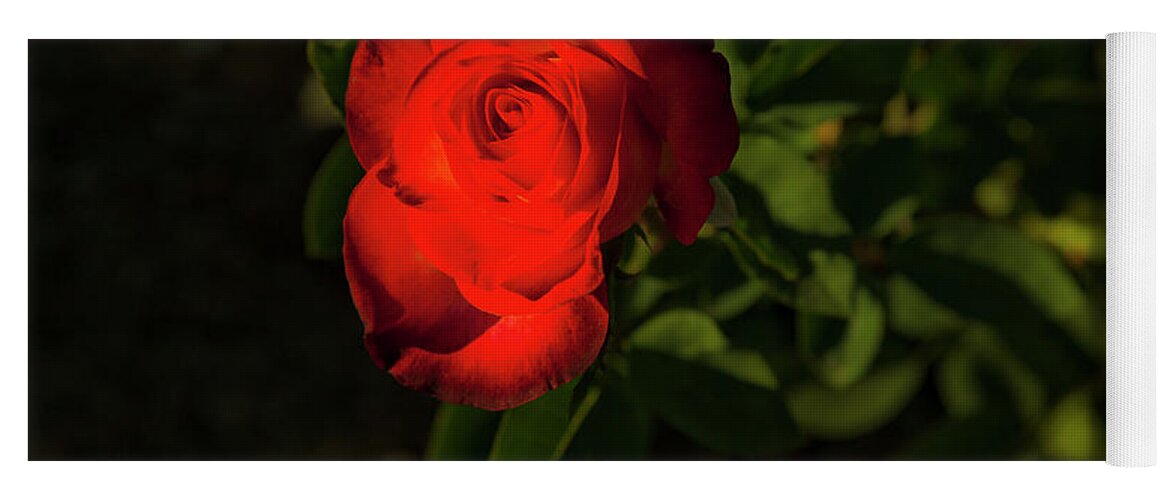 Single Rose In Light Yoga Mat featuring the photograph San Juan Capistrano California Mission Single Red Rose by Catherine Walters