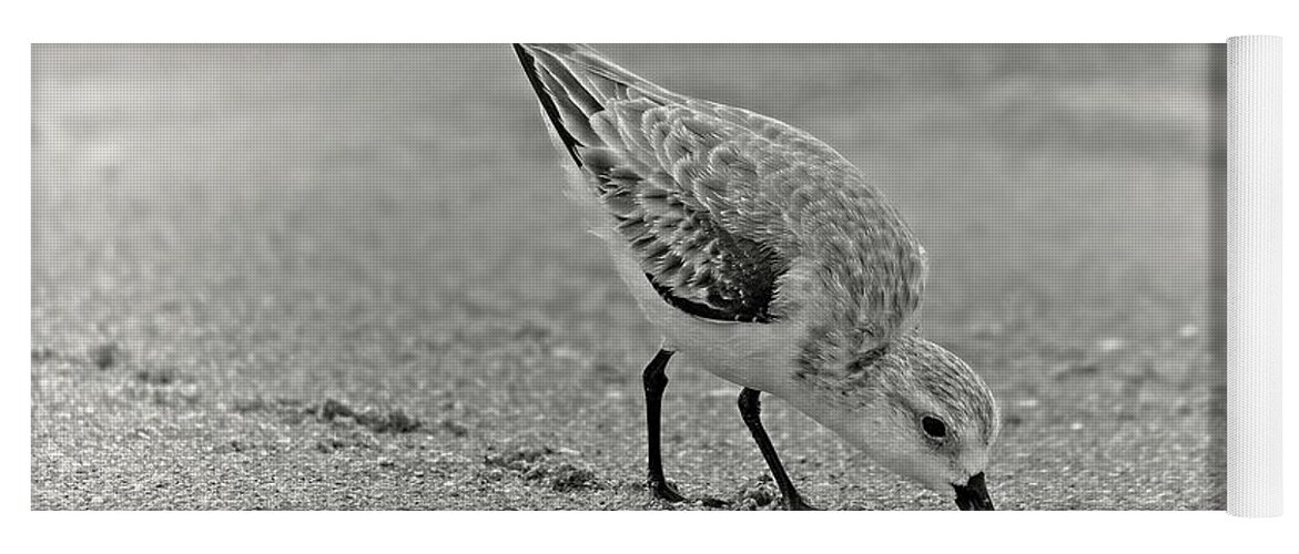 Sanderling Yoga Mat featuring the photograph Sanderling Foraging For Food by Steve DaPonte