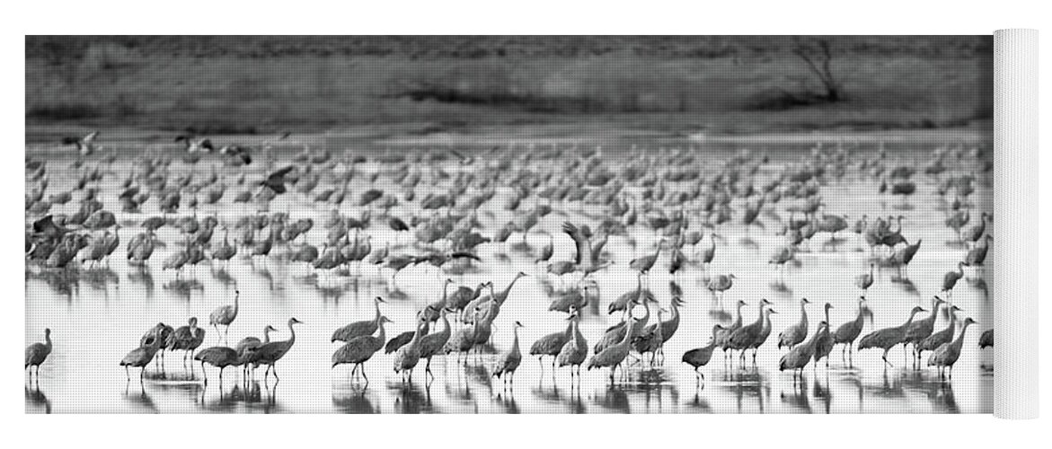 Richard E. Porter Yoga Mat featuring the photograph Sandhill Cranes #2041, Muleshoe Wildlife Refuge, Texas by Richard Porter