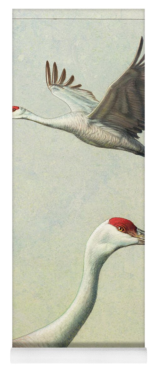 Crane Yoga Mat featuring the painting Sandhill Cranes by James W Johnson