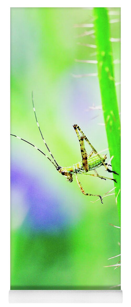 Green Yoga Mat featuring the photograph Say Hello To My Little Green Insect Friend by Don Northup