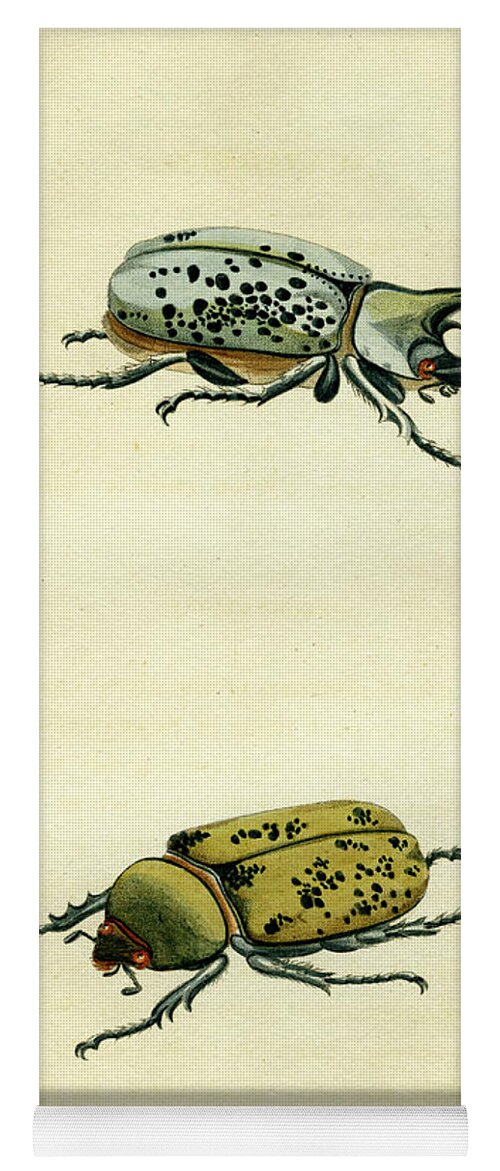 Entomology Yoga Mat featuring the mixed media Scarab Beetle by Unknown
