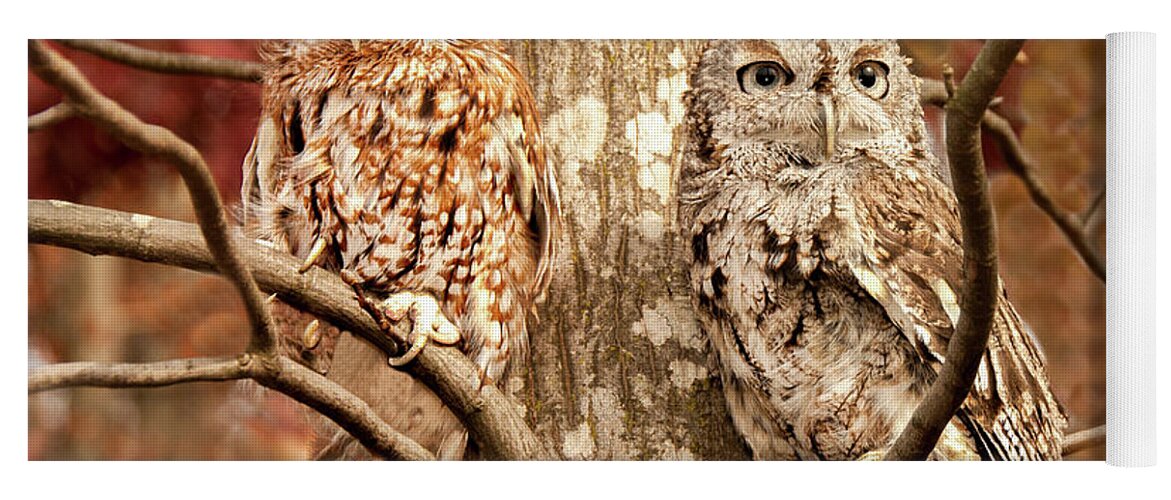 Bird Yoga Mat featuring the photograph Screech Owls by Minnie Gallman