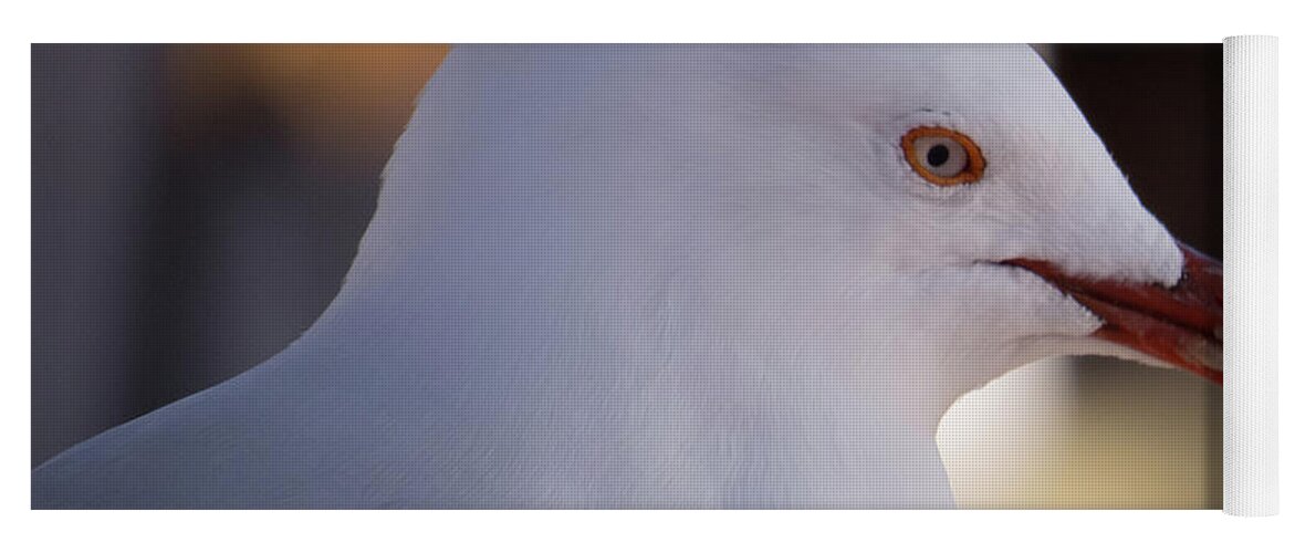White Yoga Mat featuring the photograph Seagull with red beak by Christy Garavetto