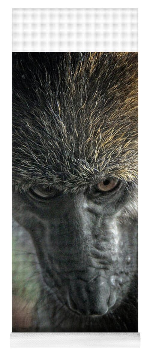 Monkey Yoga Mat featuring the photograph Serious Macaque Monkey by Doc Braham