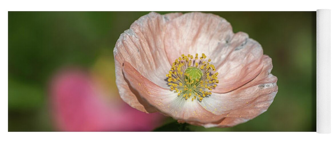  Yoga Mat featuring the photograph Shirley Poppy 2019-2 by Thomas Young