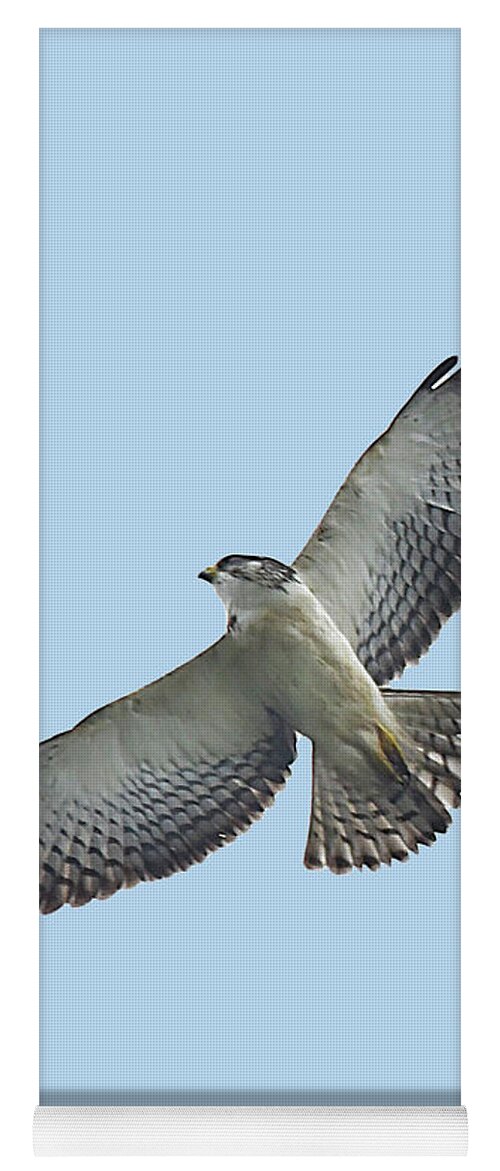 Hawk Yoga Mat featuring the photograph Short-tailed Hawk by Alan Lenk