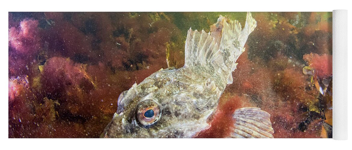 00558384 Yoga Mat featuring the photograph Shorthorn Sculpin in Bonne Bay by Scott Leslie