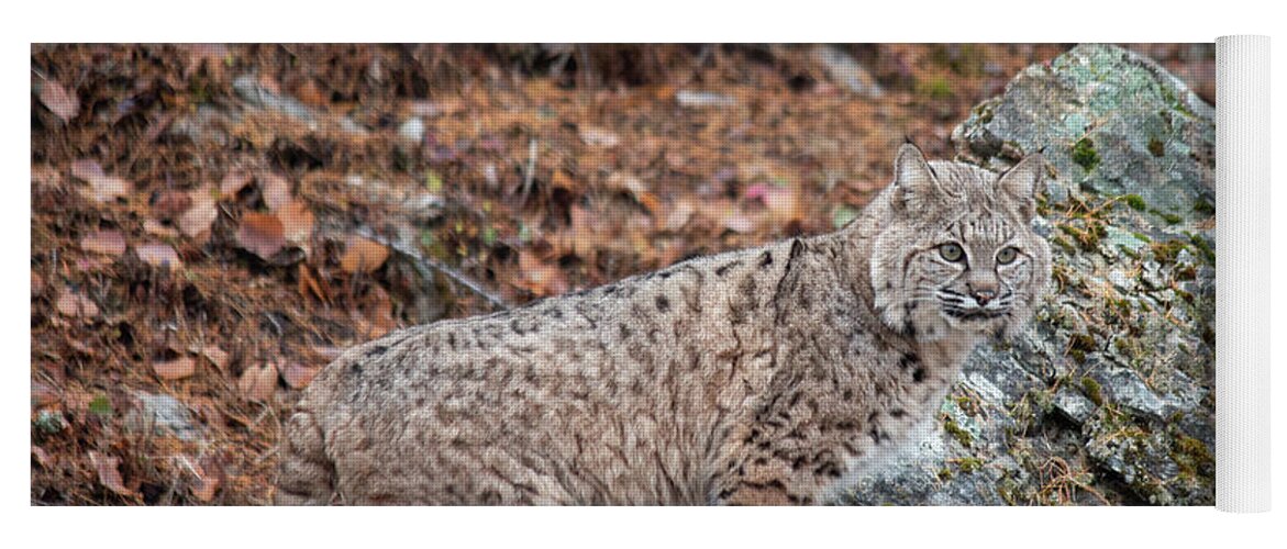 Animal Yoga Mat featuring the photograph Siberian Lynx Kitten - 2470 by Teresa Wilson