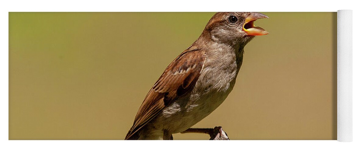 Songbird Yoga Mat featuring the photograph Singing Song Bird by Cathy Kovarik