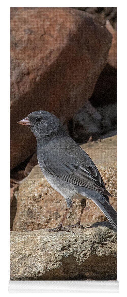 Nature Yoga Mat featuring the photograph Slate-colored Junco DSB0339 by Gerry Gantt
