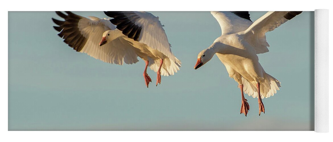 Snow Geese Yoga Mat featuring the photograph Snow Geese Landing by Judi Dressler