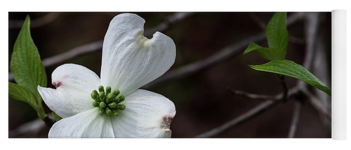 Floral Yoga Mat featuring the photograph Solo Dogwood by Thomas Whitehurst