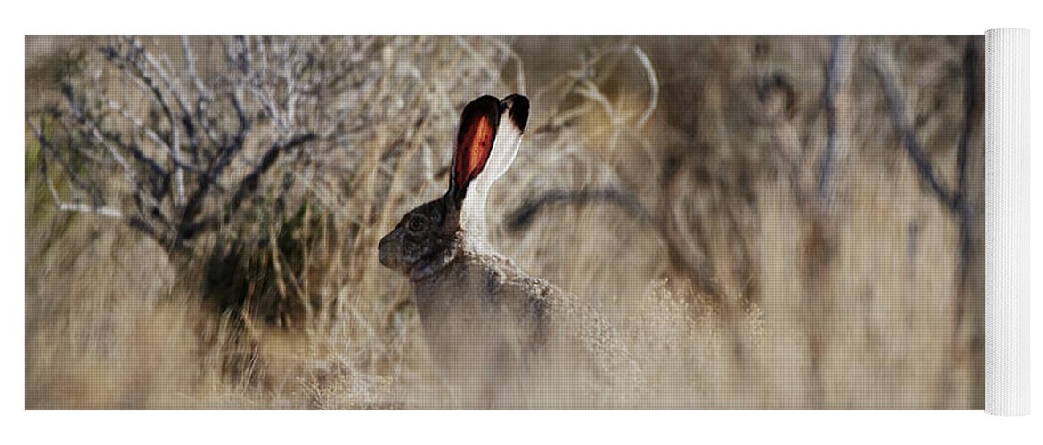Desert Rabbit Yoga Mat featuring the photograph Southwest Desert Hare by Robert WK Clark