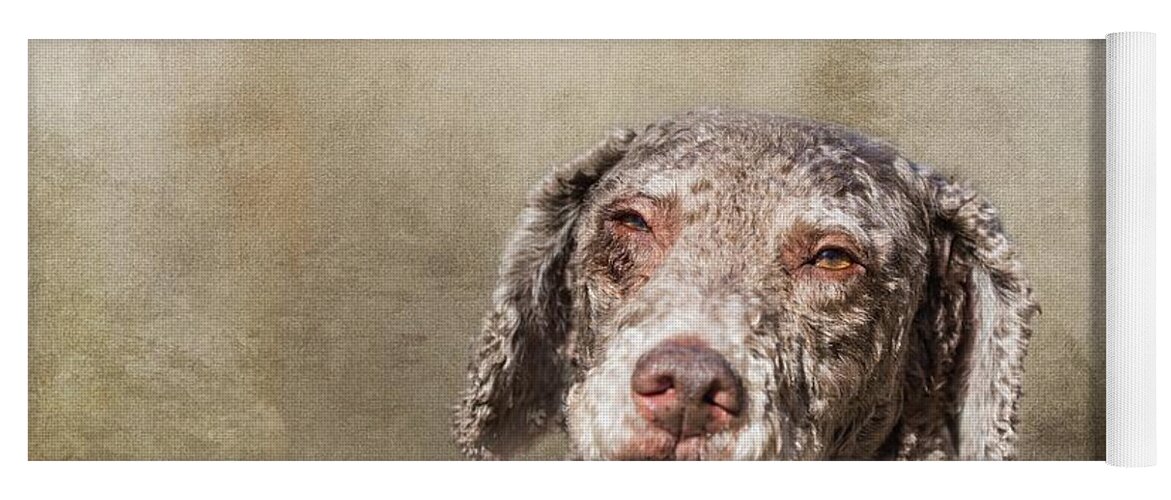 Spanish Water Dog Yoga Mat featuring the photograph Spanish Water Dog by Eva Lechner