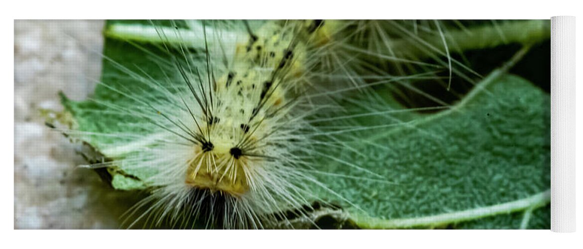 Caterpillar Yoga Mat featuring the photograph Spike by Cathy Kovarik