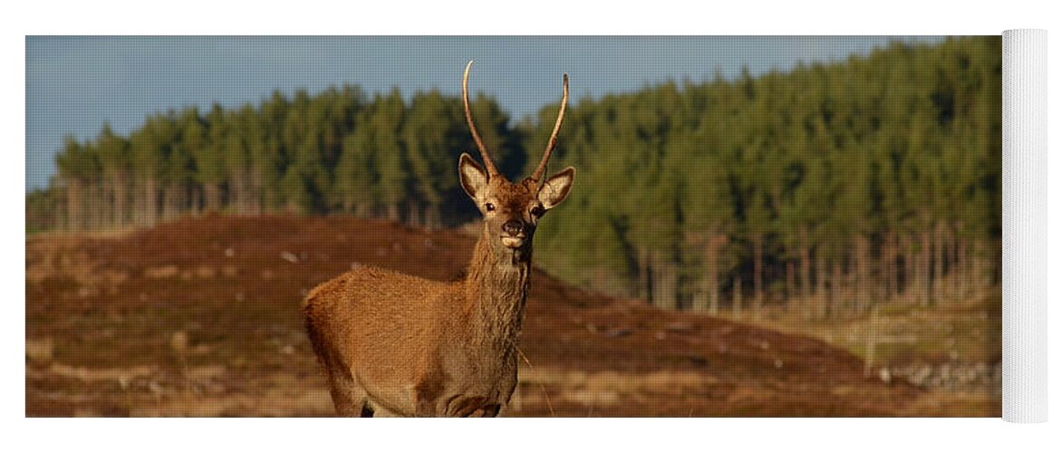 Red Deer Pricket Yoga Mat featuring the photograph Spiky by Gavin MacRae