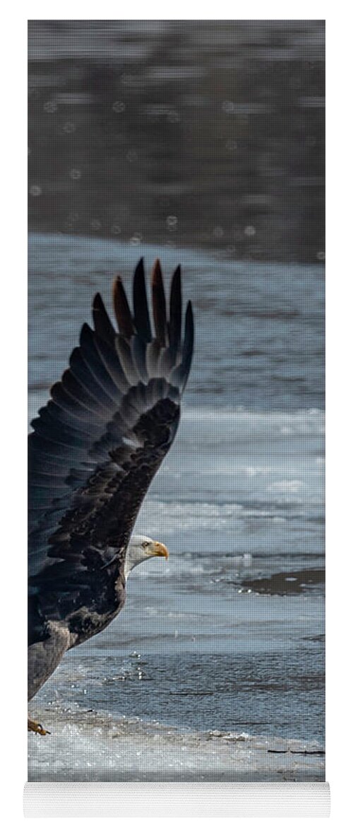 Eagle Yoga Mat featuring the photograph Spring by Laura Hedien