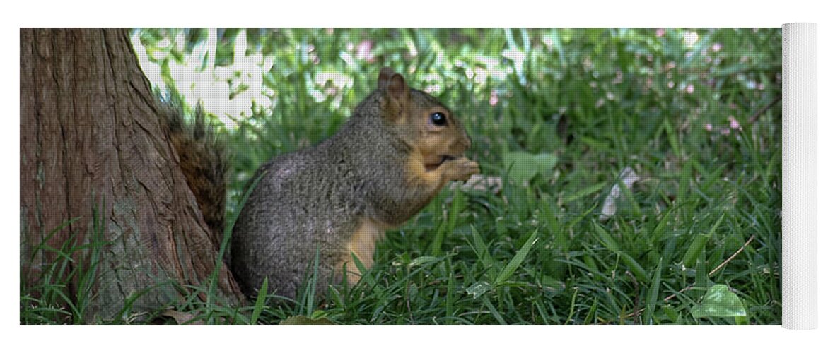 Squirrel Yoga Mat featuring the photograph Squirrel Dinning by C Winslow Shafer
