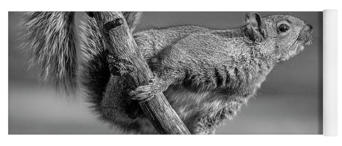 Squirrel Yoga Mat featuring the photograph Squirrel In Black and White by Cathy Kovarik