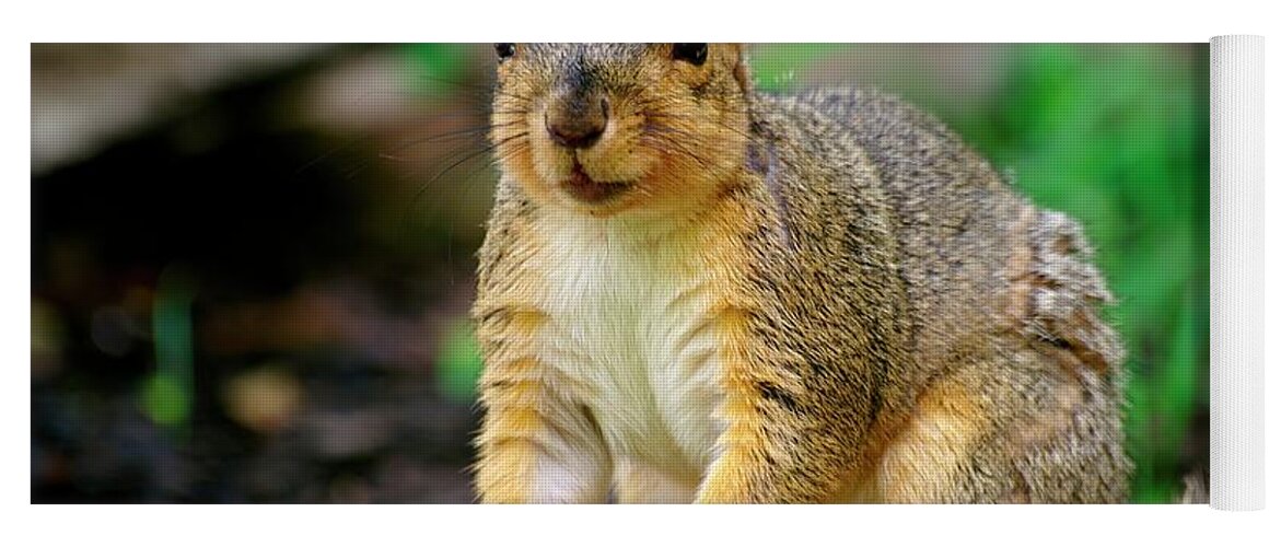 Fox Squirrel Yoga Mat featuring the photograph Squirrel Time by Don Northup