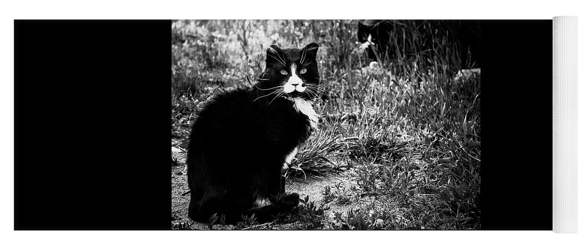 Feral Cat Photo Yoga Mat featuring the photograph Stash Stalking the Amazing Mr. Tom by Sandra Dalton