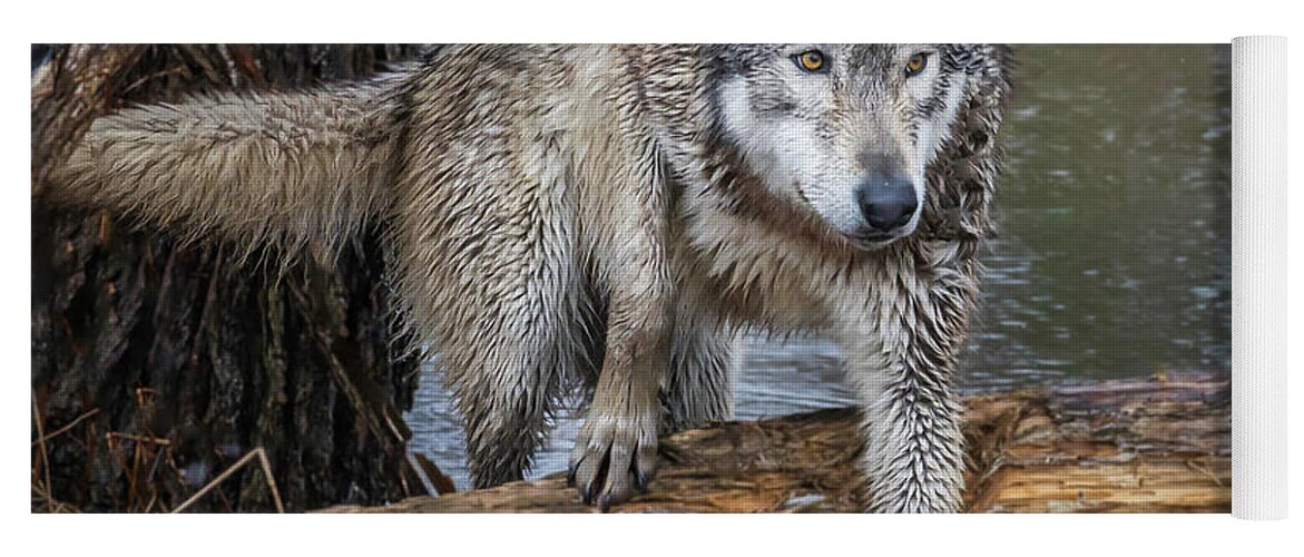 Wolf Wolves Yoga Mat featuring the photograph Stepping OVer by Laura Hedien