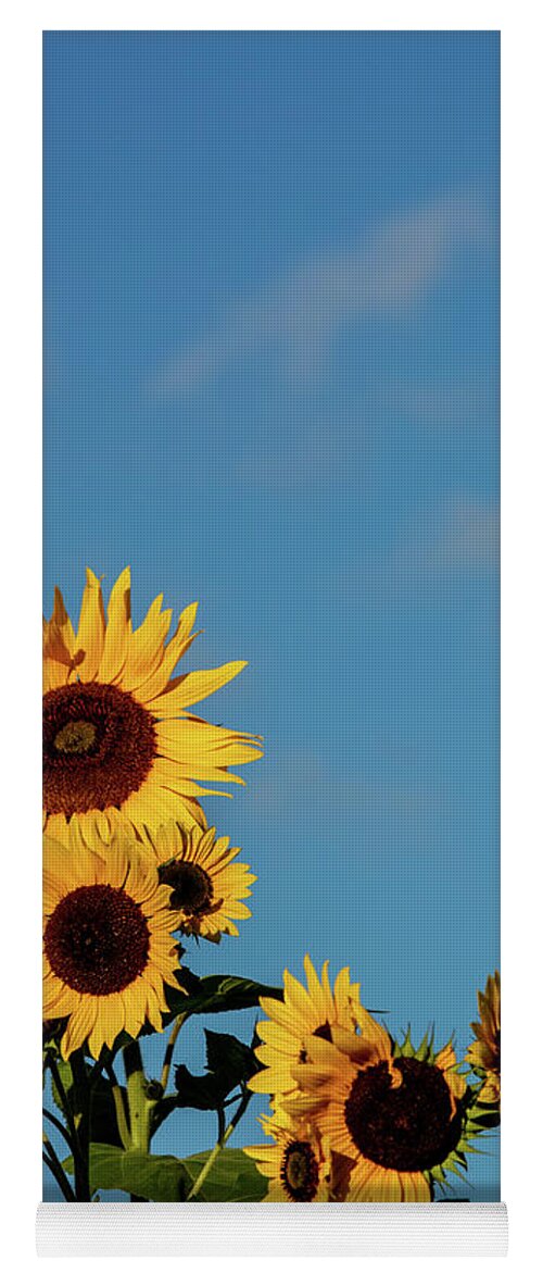 Nature Yoga Mat featuring the photograph Sunflower Portrait by Douglas Wielfaert