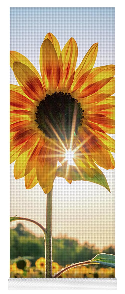 Sunflower Yoga Mat featuring the photograph Sunflower Sunburst by Framing Places